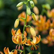 Sunny Morning - inflorescence